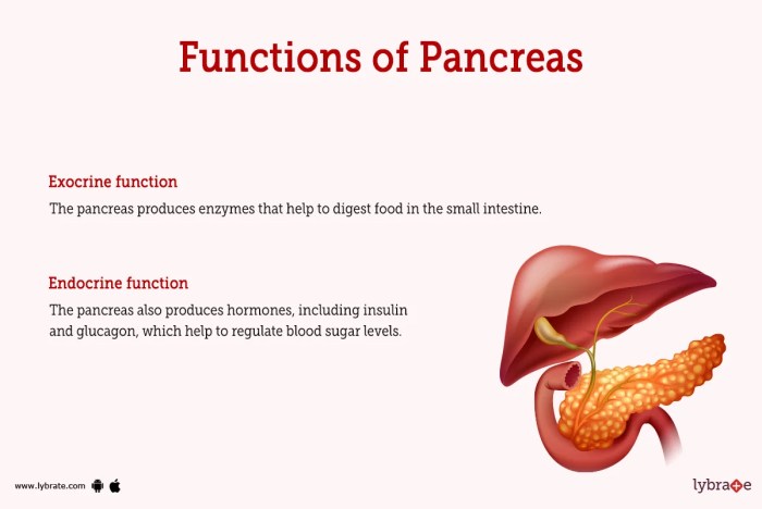 Function of pancreas in sharks