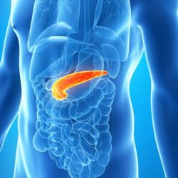 Pancreas function enzymes digestive digestion pancreatic bicarbonate result google