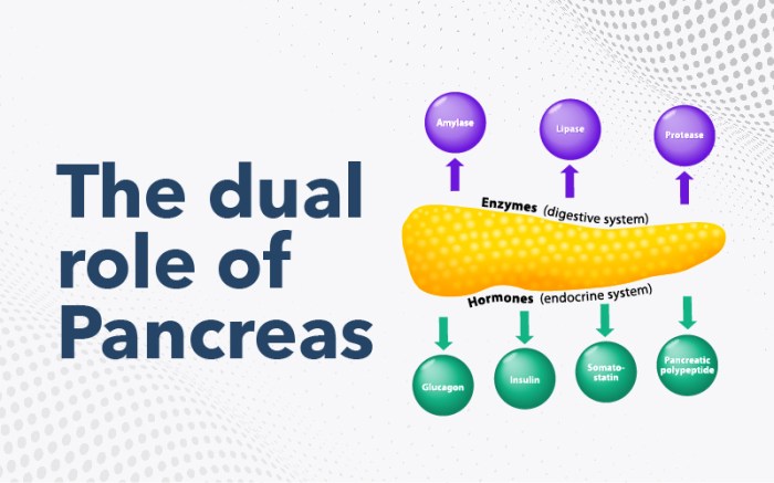 Function of pancreas in sharks