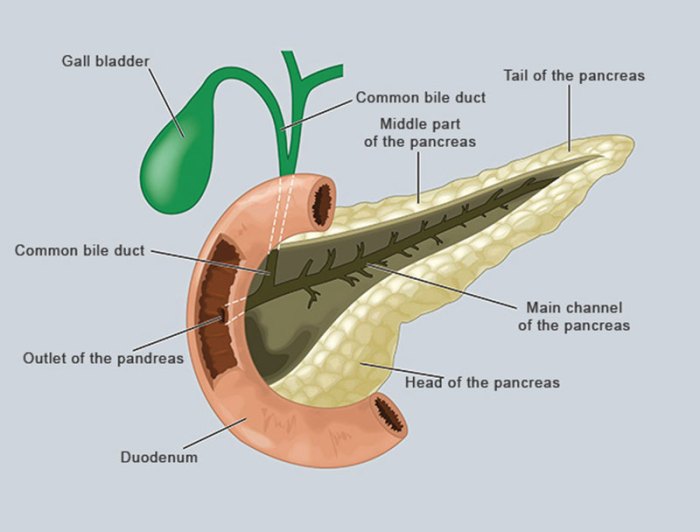 Stomach shark dissection anatomy labeled digestive area dogfish organs pc system liver cardiac body rat biology homepage back